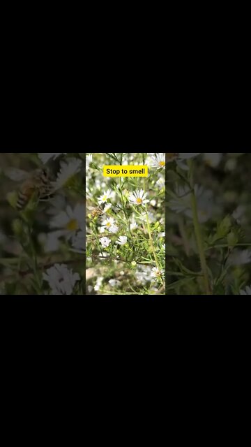 Some Educational and motivation for you #honey #bee #honeybee #education #motivation