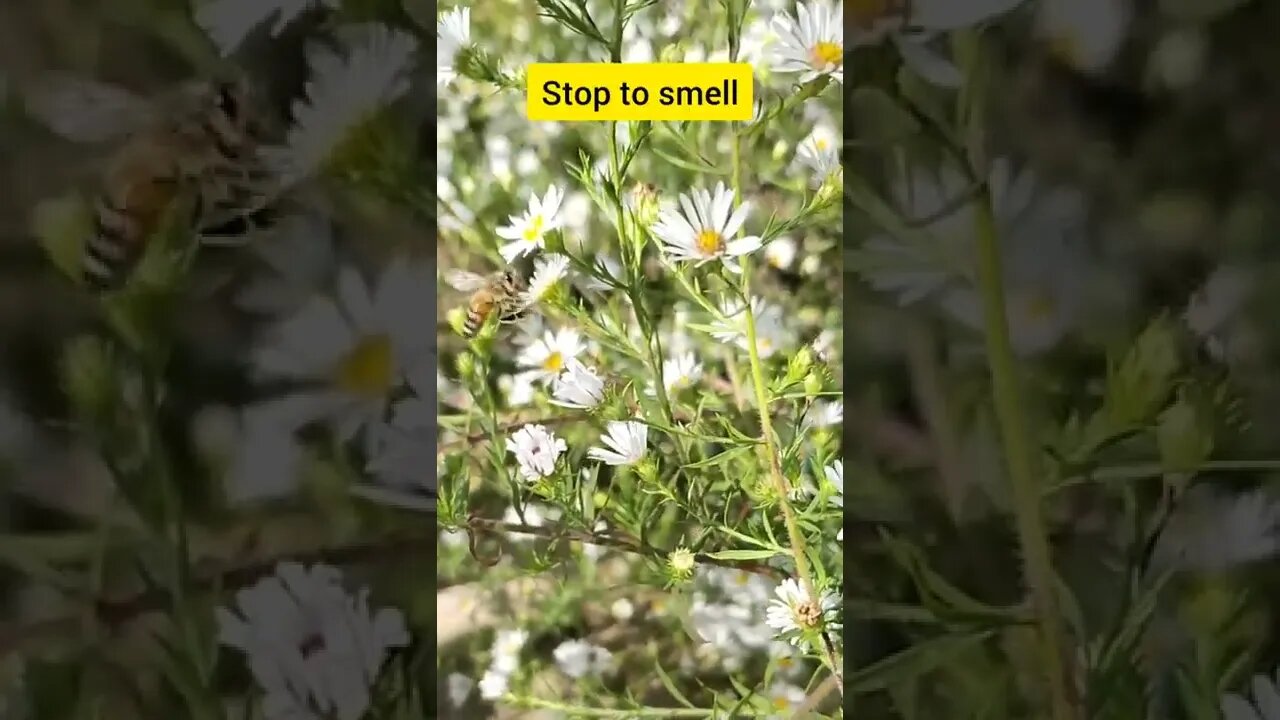 Some Educational and motivation for you #honey #bee #honeybee #education #motivation