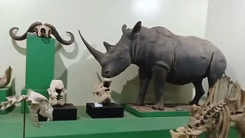 🇰🇪ALMOST CHASED FROM THE NAIROBI NATIONAL MUSEUM🇰🇪
