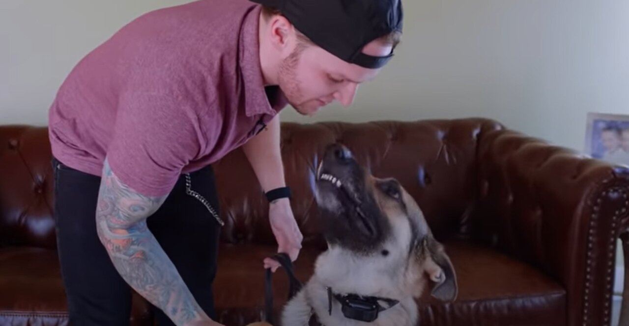 HOW TO TRAIN YOUR DOG TO LIKE YOUR CAT (Pro Dog Training 101)