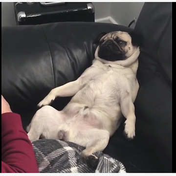 Spoiled pug relaxes during full body massage