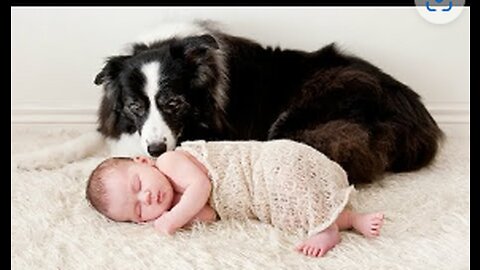 Dogs Babysitting Babies - A Dogs Love Babies Compilation || CUTE