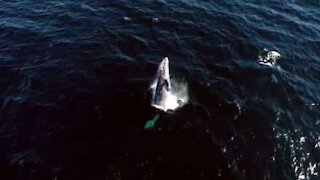 Drone riprende le fantastiche acrobazie di una rara balena grigia