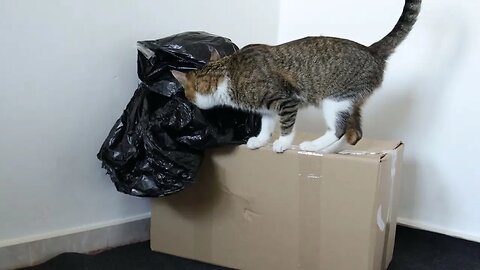 A Curious Funny Cat