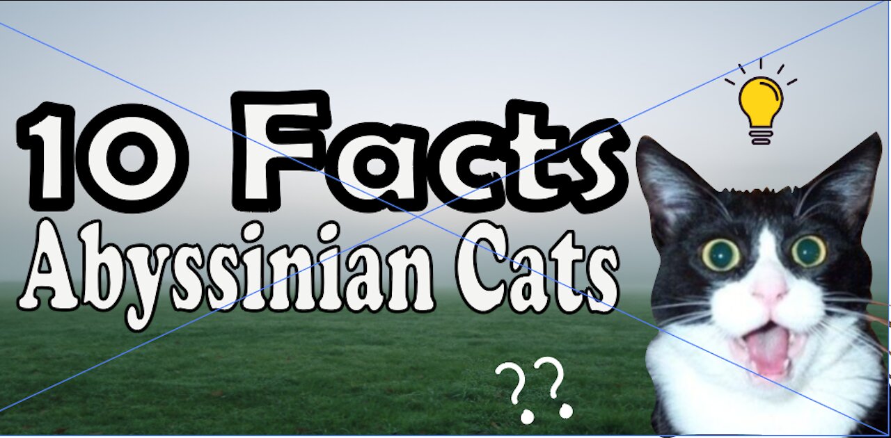 10 Facts about Abyssinian CATS