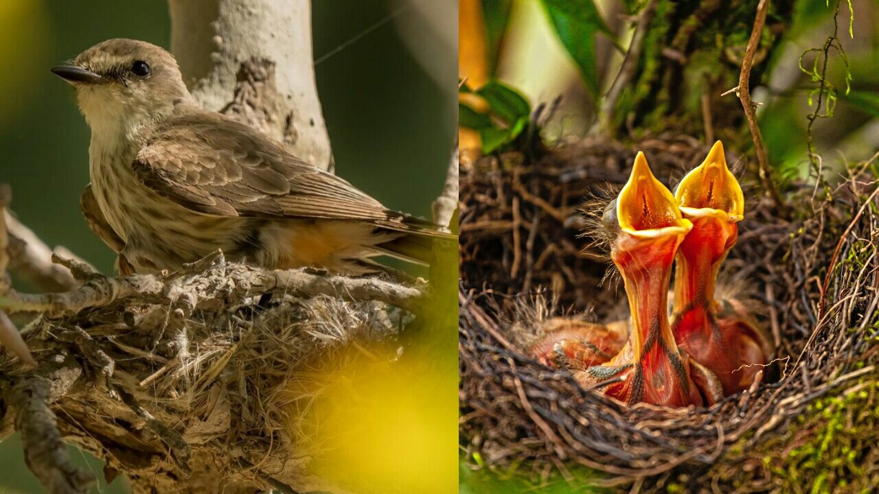 Mama Bird Feeding her Babies