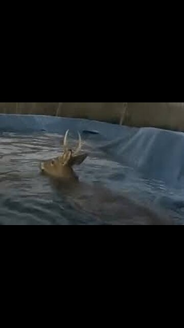 Maryland deputies save stuck deer from pool in Bel Air #shorts 🌊🦌