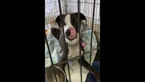 Peanutbutter cleaning kennel ❤️