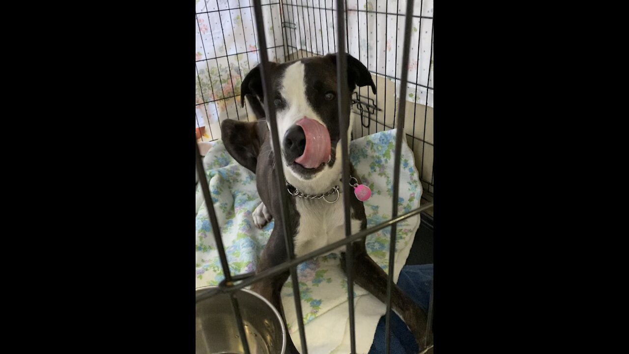 Peanutbutter cleaning kennel ❤️