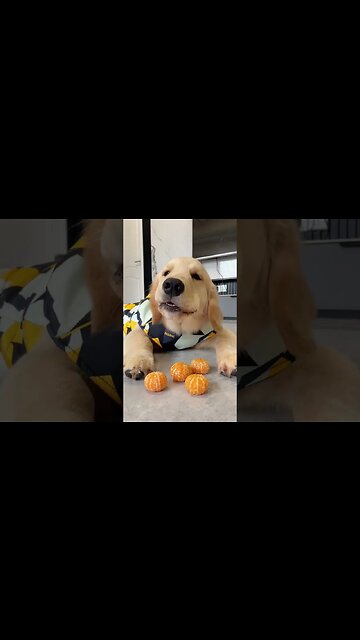 Sand sugar orange search, you have to show off one bite to enjoy it 😂#shorts #goldenretriever