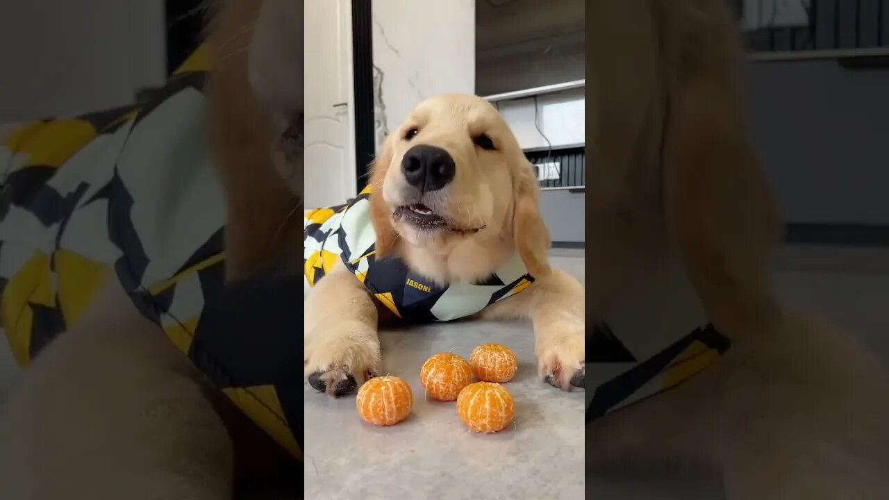 Sand sugar orange search, you have to show off one bite to enjoy it 😂#shorts #goldenretriever