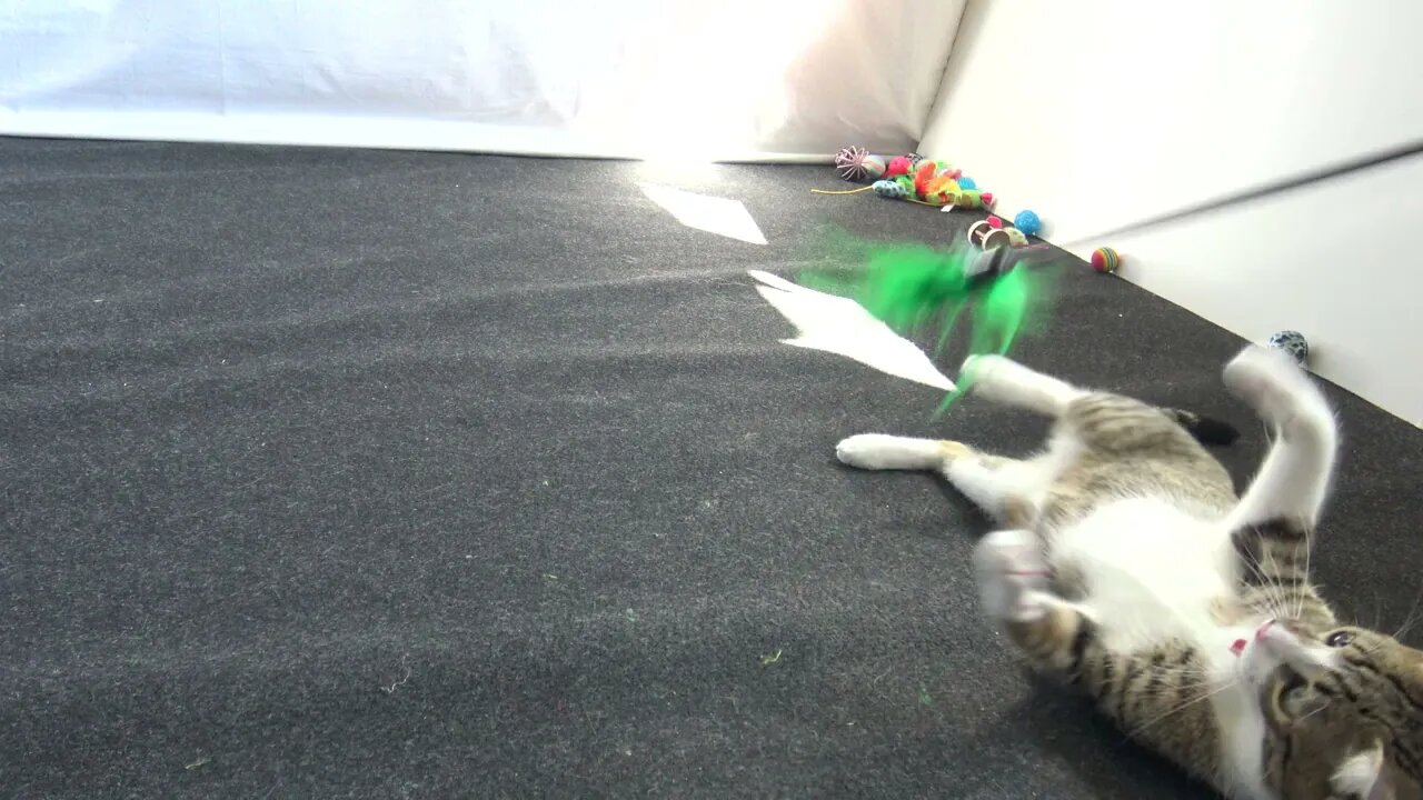 Kitten Plays Upside Down