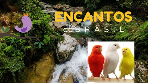🐦🐦O CANTO DO CANÁRIO DO REINO #4🐦🐦