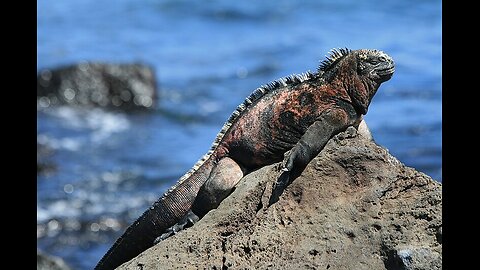 Swimming Marine Iguanas
