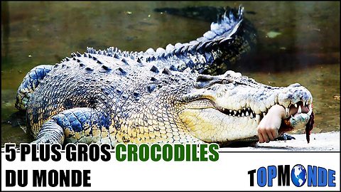 TOP 5 Des Plus Gros Crocodiles Du Monde