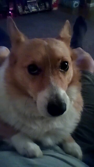 Chilling with my corgi