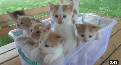 Kittens meowing (too much cuteness) - All talking at the same time!