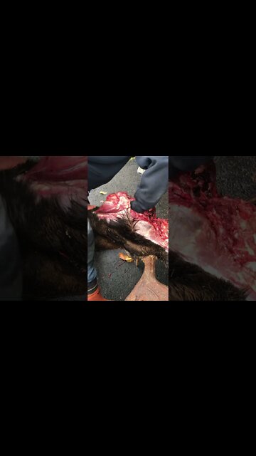 Moose Tongue Removal - #shorts