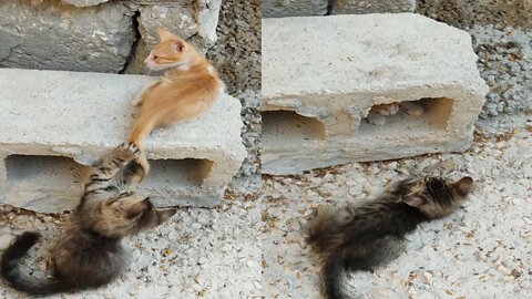 Two Kittens Playing Near A Hollow Block