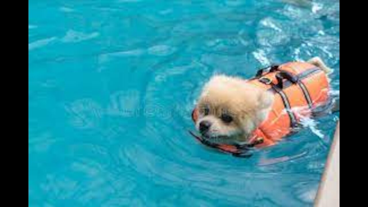 Teaching My Dogs How To Swim