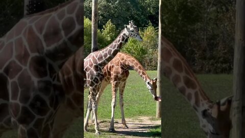 Time at the Zoo