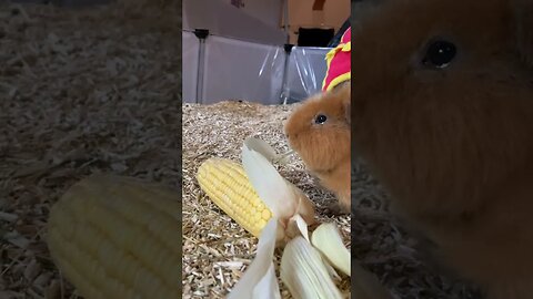 Guinea pig Tibby and 🌽