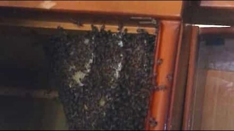 Bee hive found inside cupboard