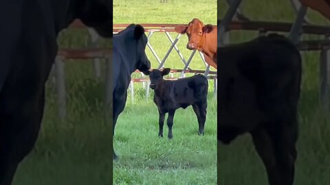 One Baby Calf #shorts #short #calf #cow #calfs #cows #cowsmakemehappy