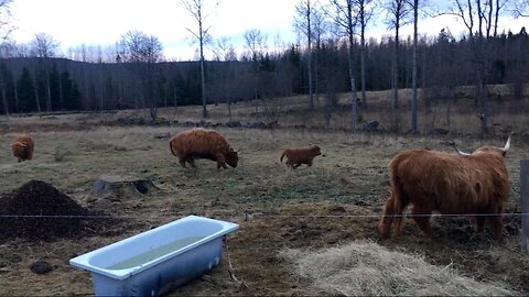 Sally's very last chance! - cow update