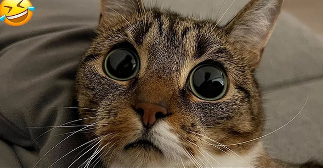 funny animal videos - MUST WATCH