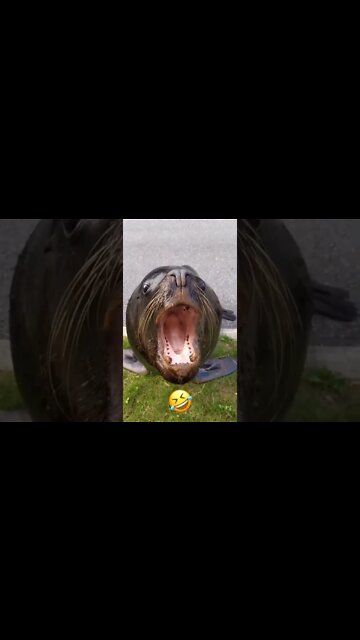 Where is the fish (කෝ මාළුවා)(मछली कहाँ है)(鱼在哪里)😱 #shorts