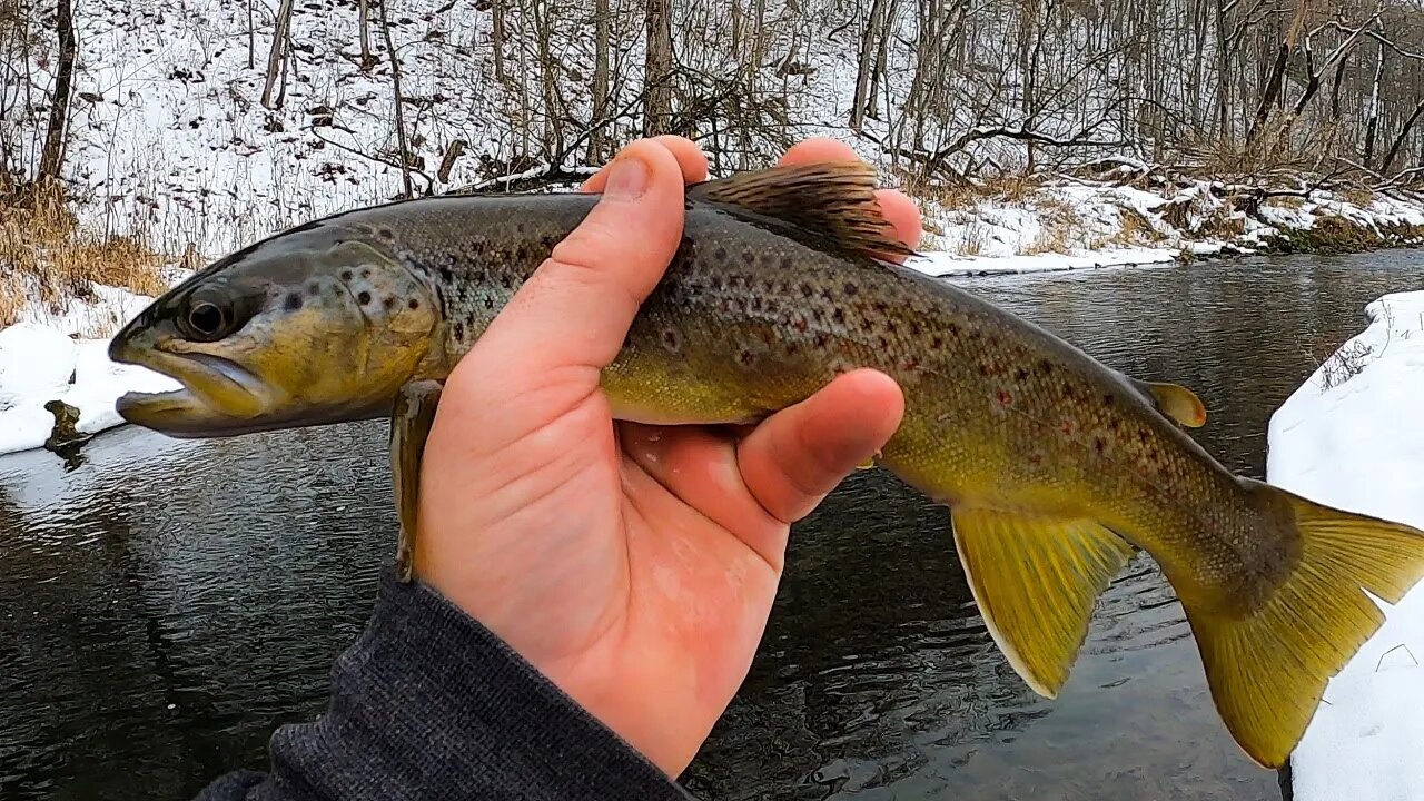 My BIRTHDAY Trout Fishing Adventure