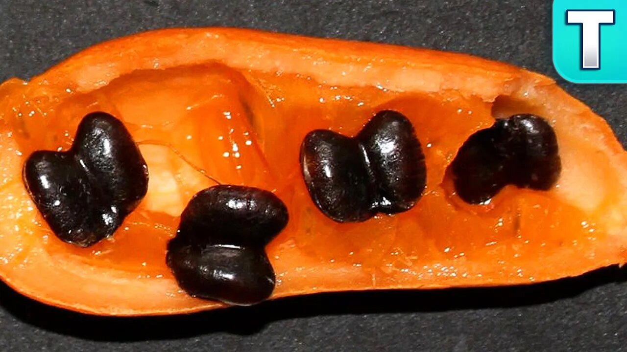 Top 10 Fruits You've Never Heard Of Ep. 16 | 10 Unknown Fruits of Borneo