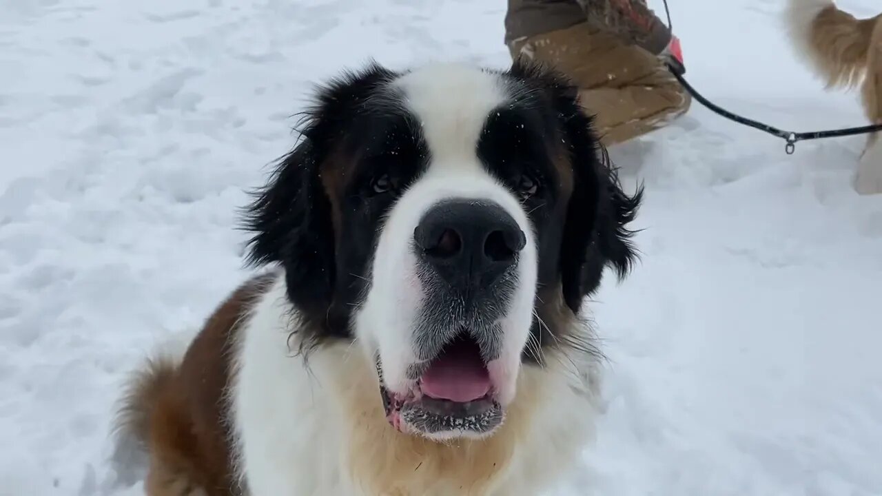 Daddy daycare gone wrong- dog and daddy snow angels