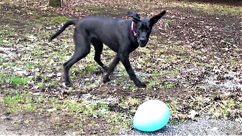 Great Dane puppy is terrified of balloon, then gets the zoomies