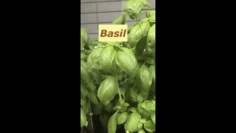 Lets Prop some Basil