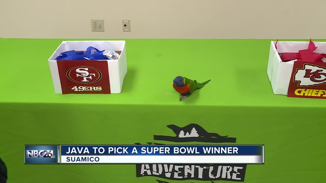Java from the NEW Zoo and Adventure Park shares Super Bowl prediction