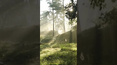 Sunrise Serenity: Relaxing Nature Music for a Peaceful Morning #shorts