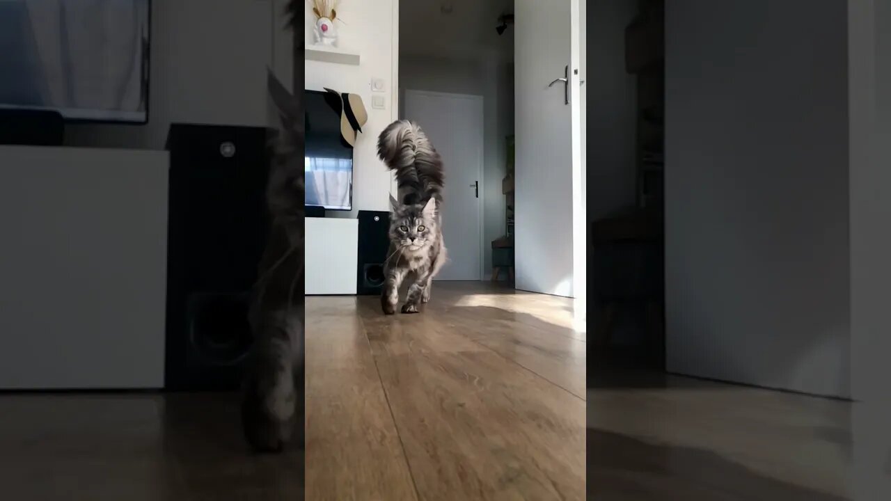 I’m sexy and I know it