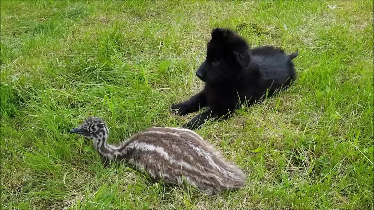 Puppy and emu share unique and beautiful friendship