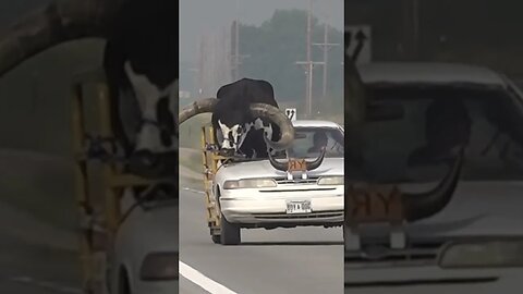 Taking A Ride With Pet A Bull! #Short #funny