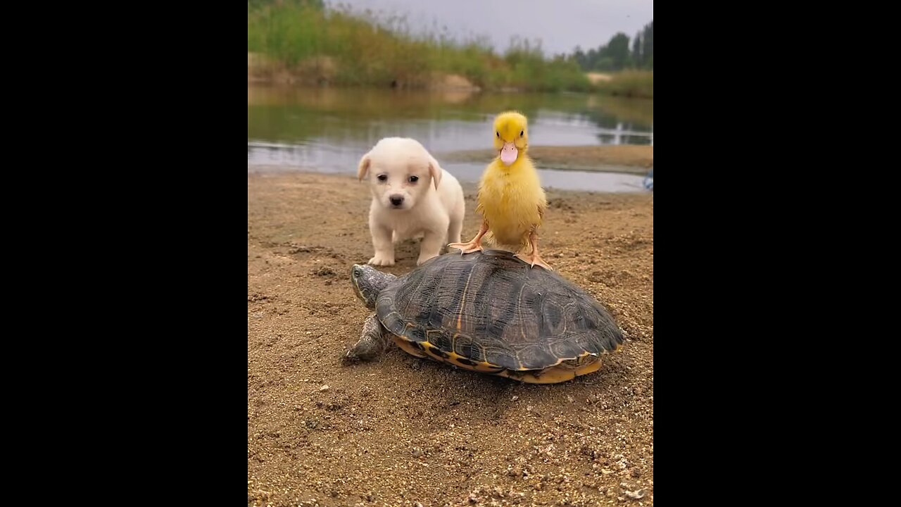 Funny videos of dog and duck,trutule πΆππ¦π’