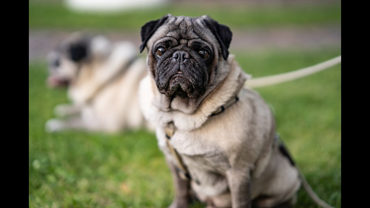 Very Very funny dog videos I dare you not to laugh