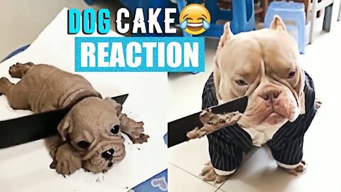 Cat reaction to cutting cake, Funny dog cake reaction