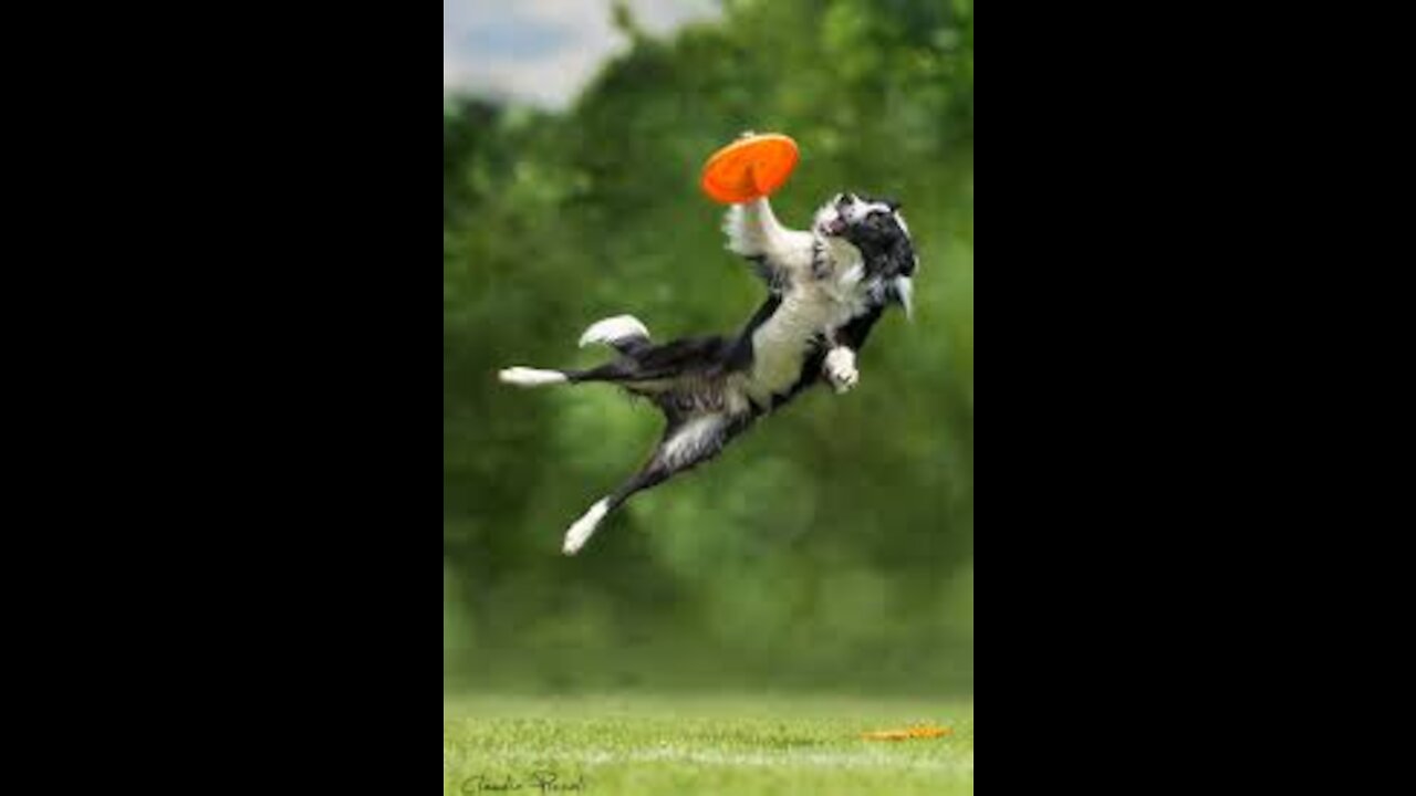 Dogs That Fly show therir jumping agility