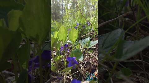 Purple Violets in the sunshine.