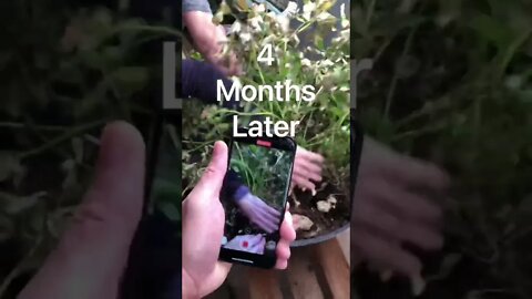 Jenny’s Super Excited about her peanut Micro HARVEST! 😀🥜❤️#shorts #viral #trending #tiktok #garden