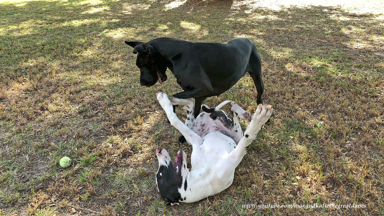 Playful Great Dane Puppy Loves Upside Down Wrestling