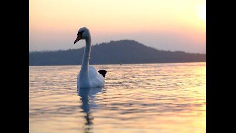 Swans on lake beautiful birds