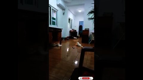 Funniest Cat Videos That Will Make You Laugh Funny Cats And Kittens #06